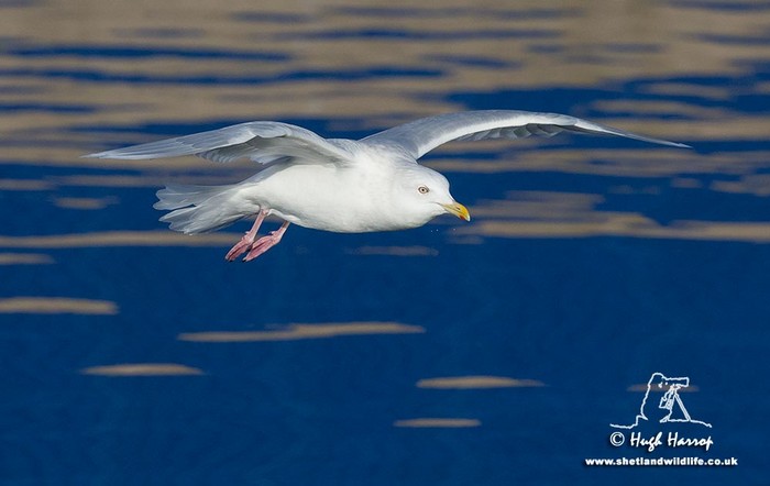 Iceland Gull