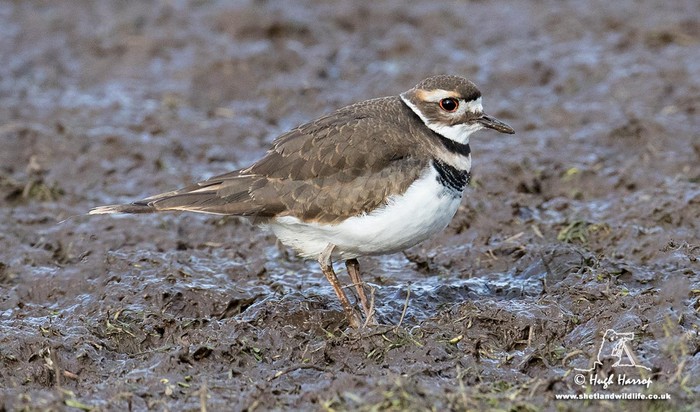Killdeer