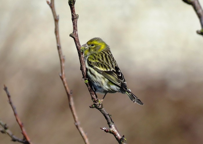Serin