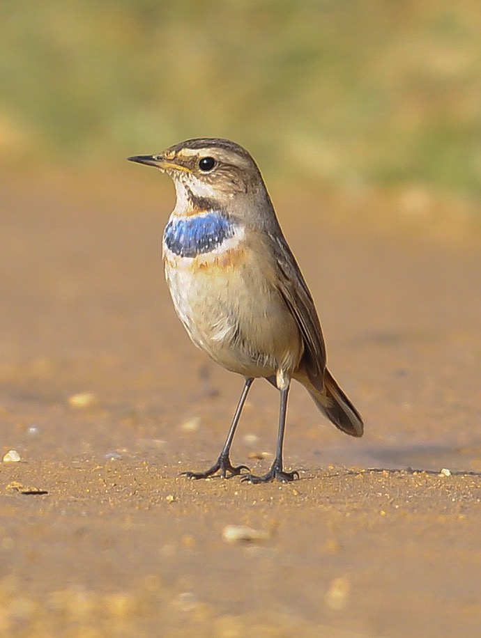 Bluethroat