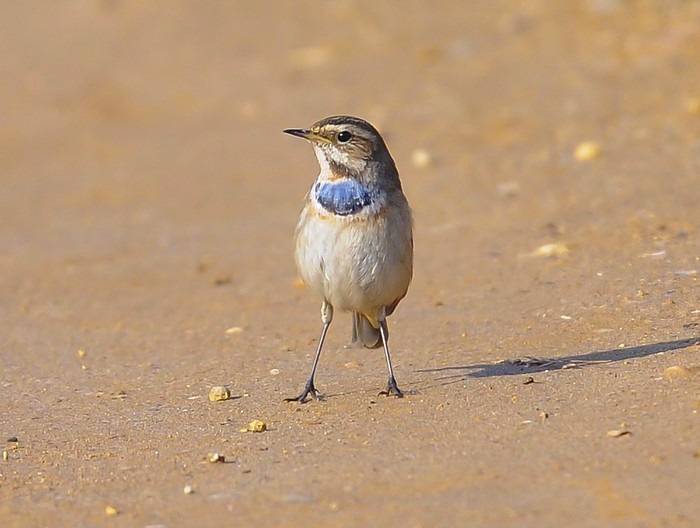 Bluethroat