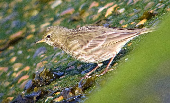Rock Pipit