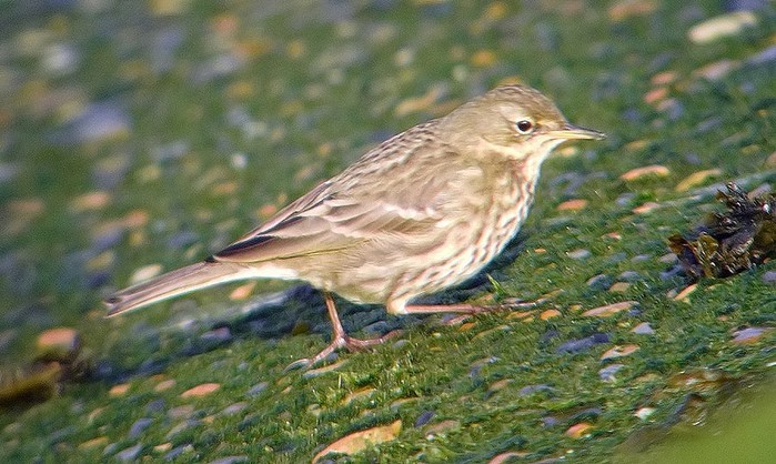 Rock Pipit
