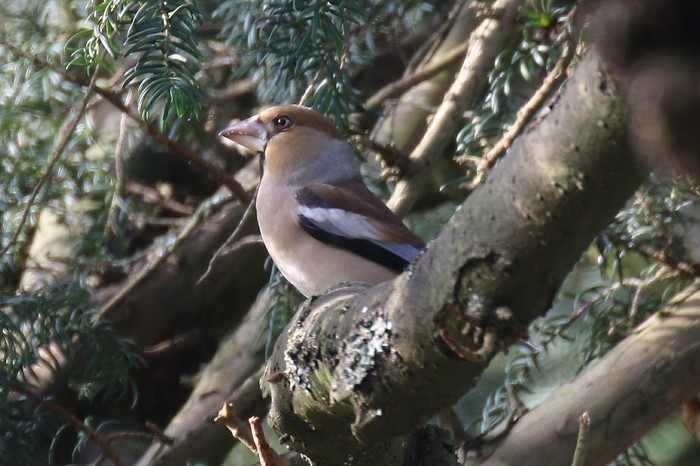 Hawfinch