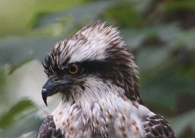 Osprey