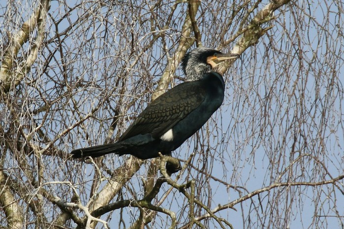Continental Cormorant