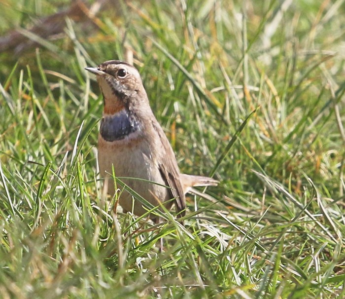 Bluethroat