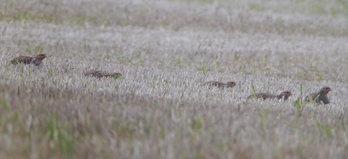 Grey Partridge