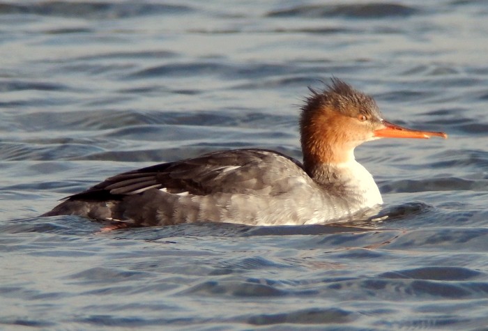 Red-breasted Merganser