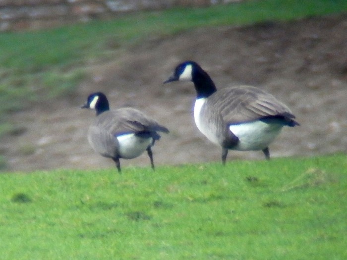 Ridgway's Cackling Goose