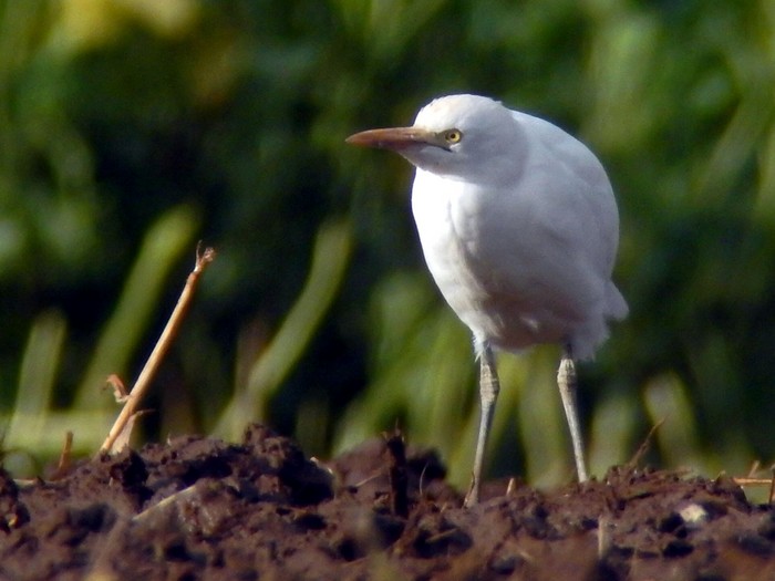 Cattle Egret