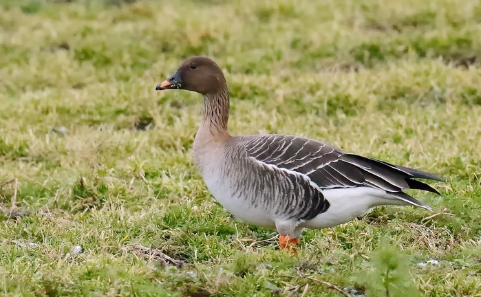 Tundra Bean Goose