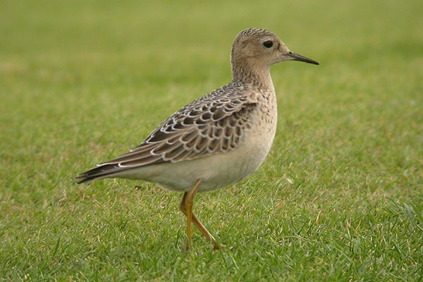 Buff-breasted Sandpiper