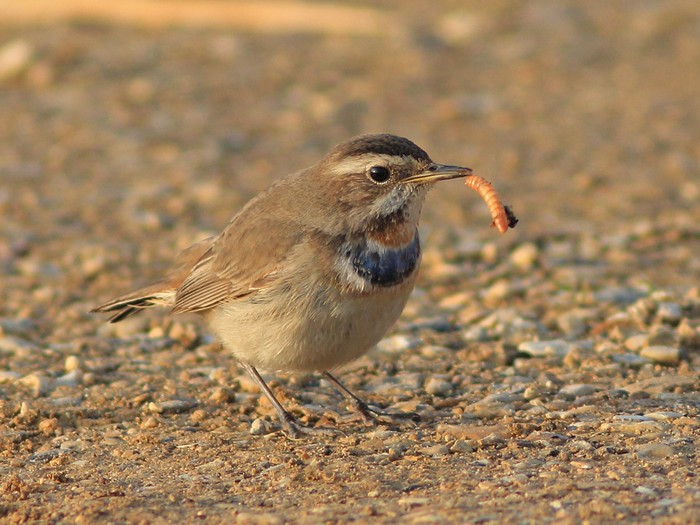 Bluethroat
