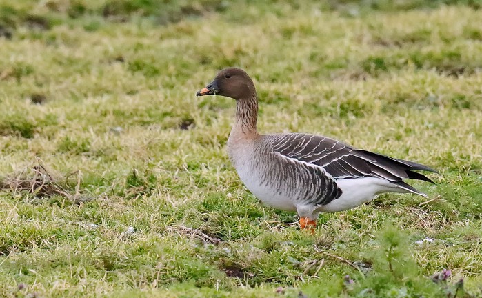 Tundra Bean Goose