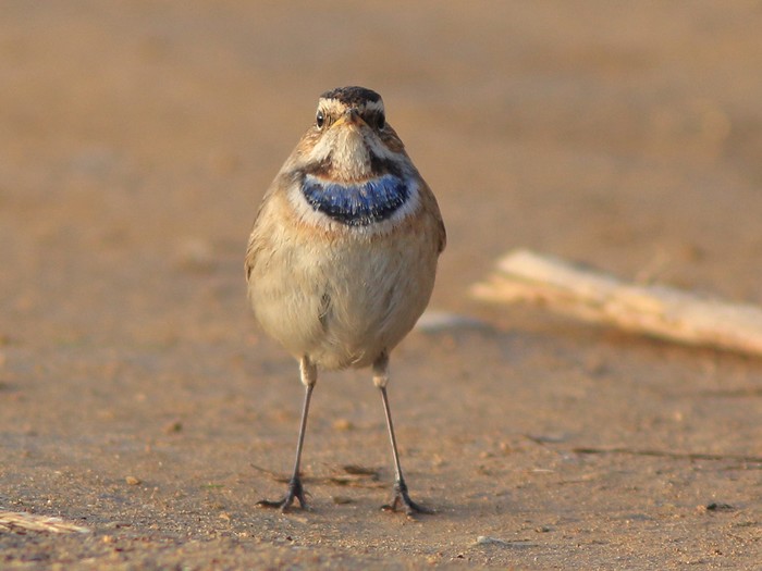 Bluethroat