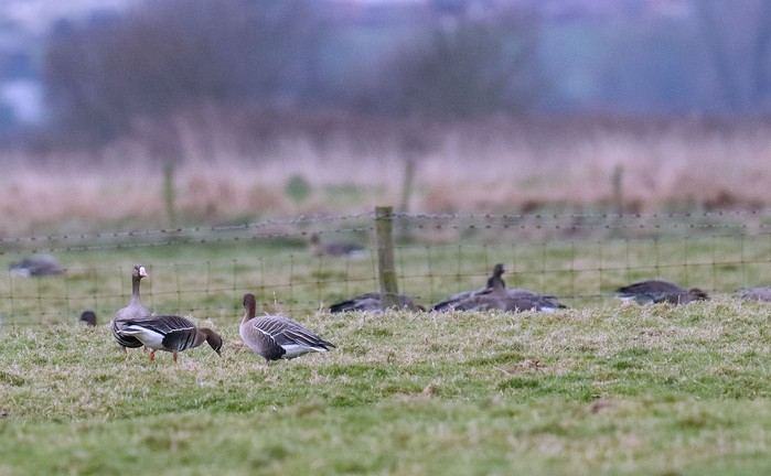 Russian White-fronted Goose