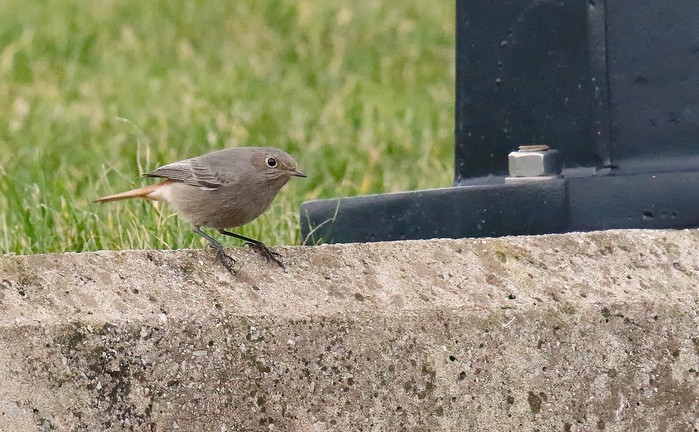 Black Redstart