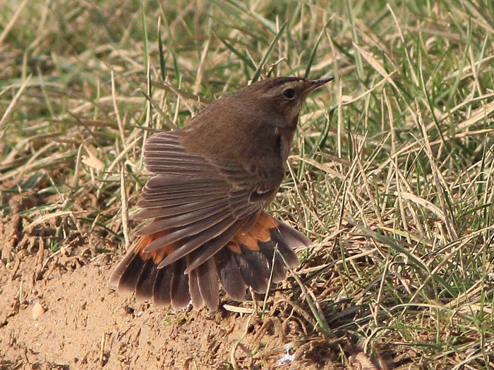 Bluethroat