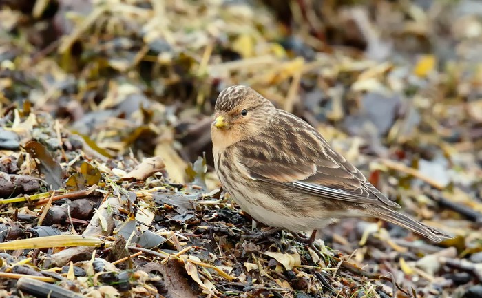 Twite