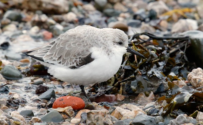 Sanderling