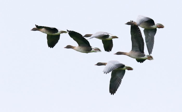 Pink-footed Goose