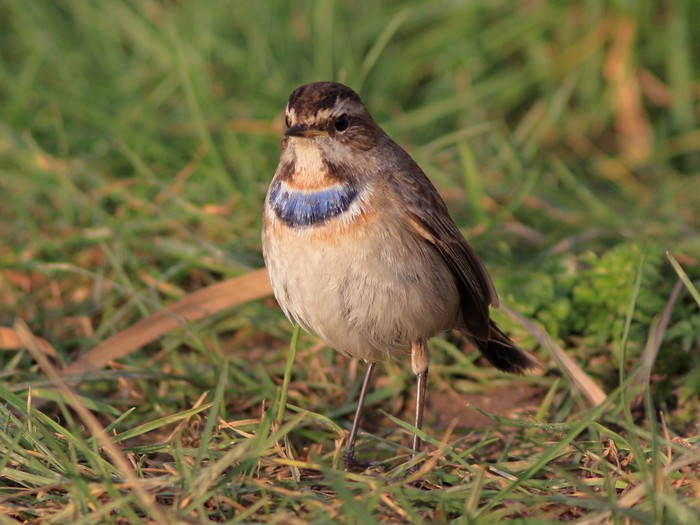 Bluethroat