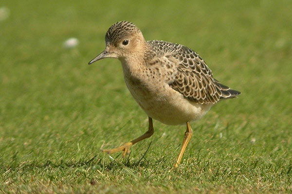 Buff-breasted Sandpiper