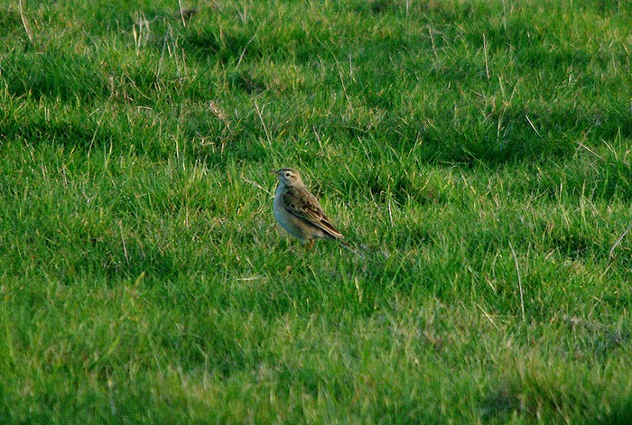 Richard's Pipit