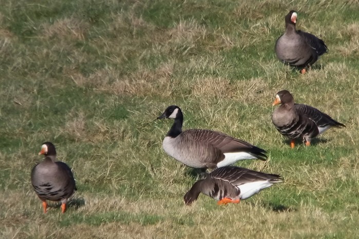 Todd's Canada Goose