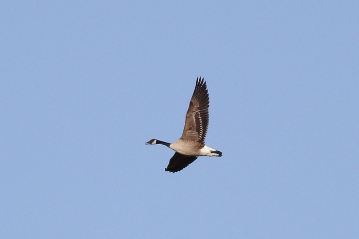 Todd's Canada Goose