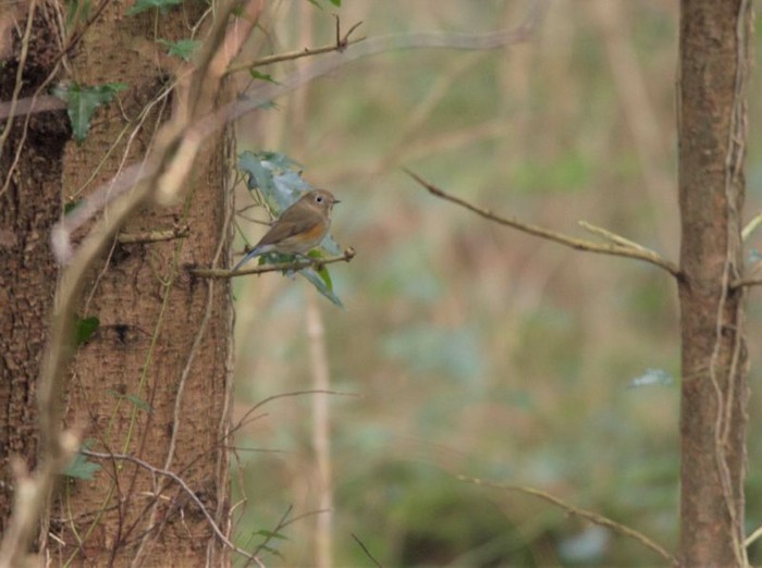 Red-flanked Bluetail