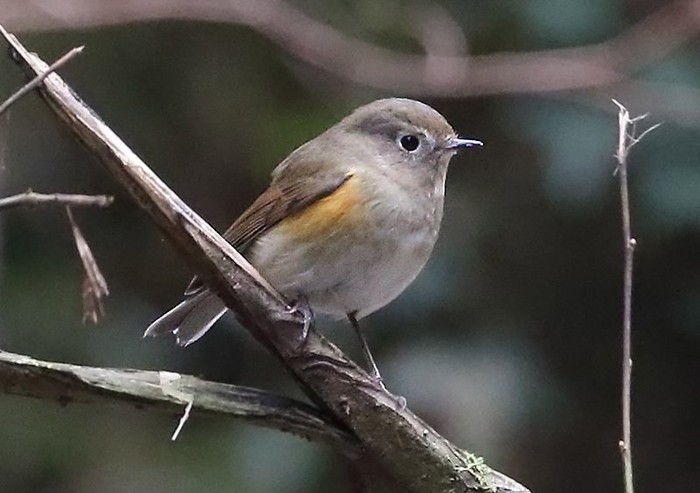 Red-flanked Bluetail