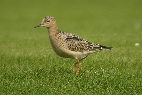 Buff-breasted Sandpiper