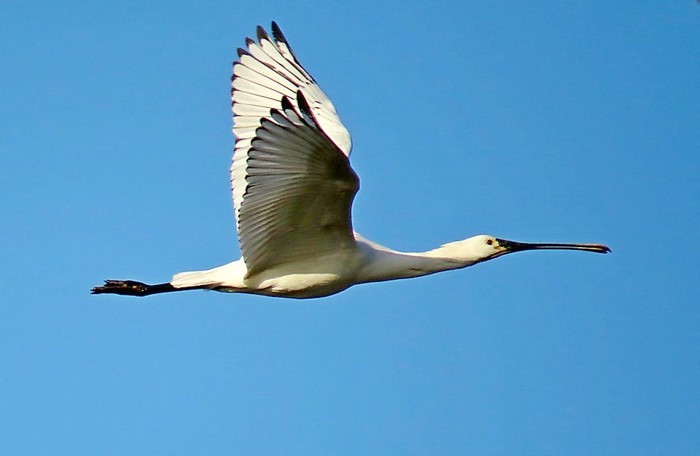 Spoonbill