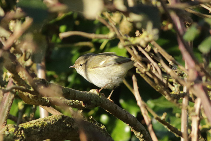 Hume's Warbler