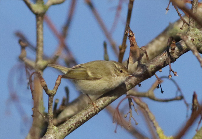 Hume's Warbler
