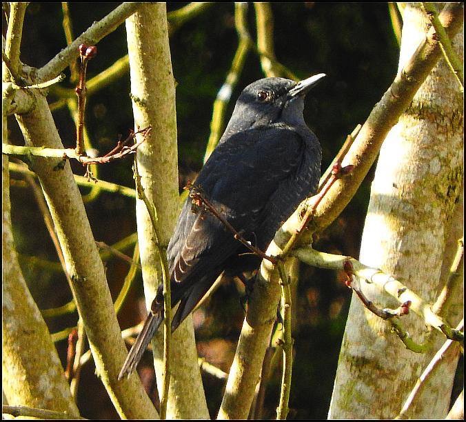 Blue Rock Thrush