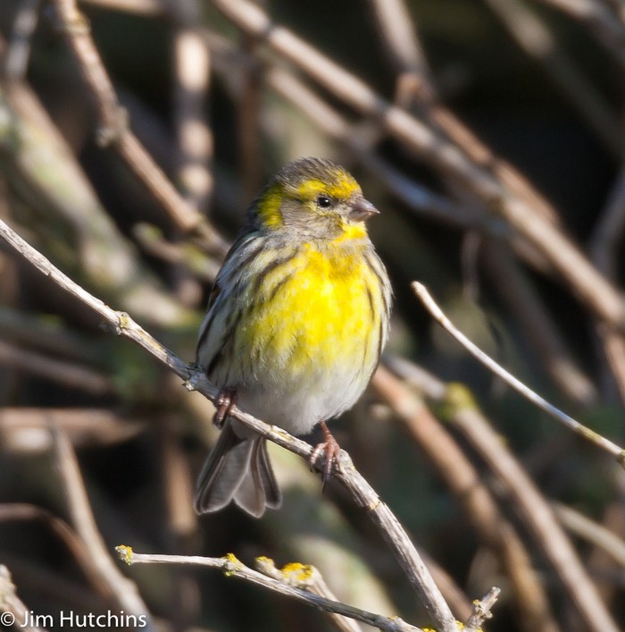 Serin