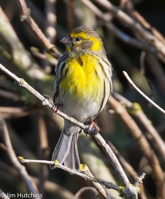 Serin