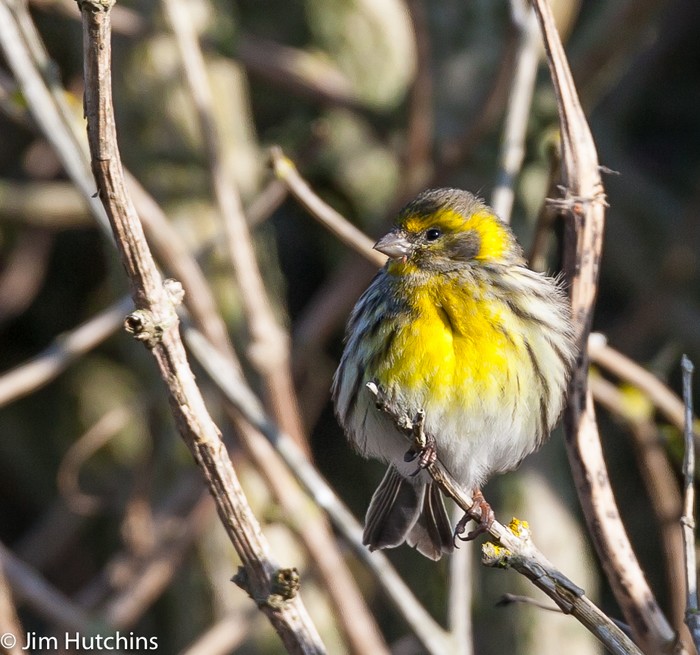 Serin