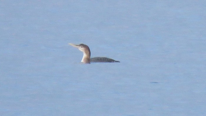 White-billed Diver