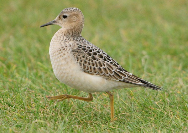 Buff-breasted Sandpiper