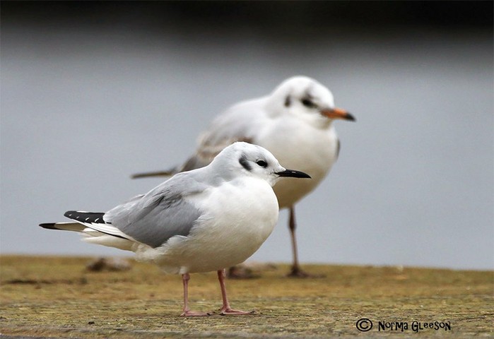 Bonaparte's Gull