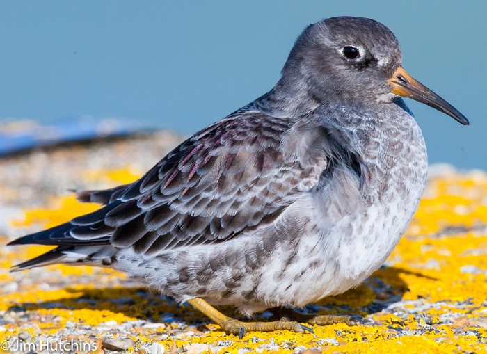 Purple Sandpiper
