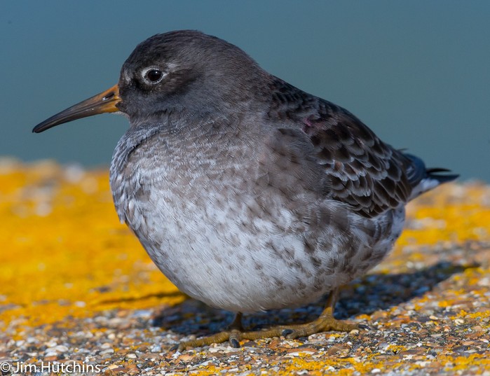 Purple Sandpiper