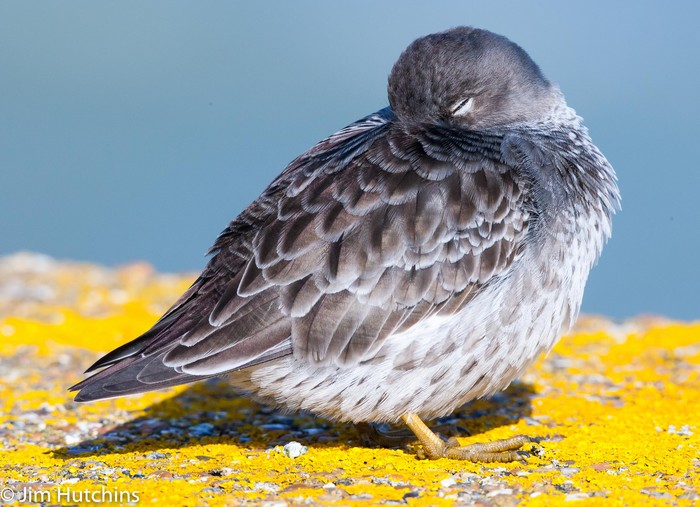 Purple Sandpiper