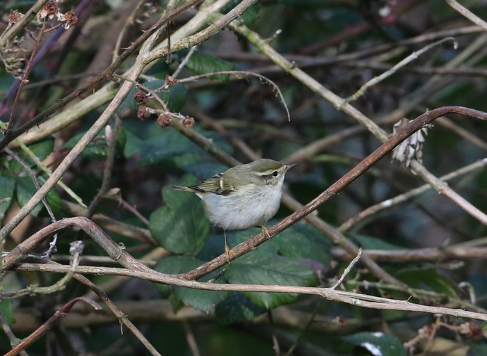 Yellow-browed Warbler