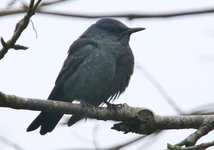 Blue Rock Thrush