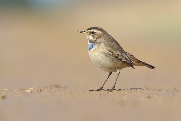 Bluethroat